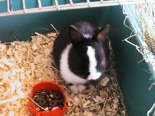 PINKY001.jpg (17565 bytes)
