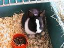 PINKY001s.jpg (4628 bytes)